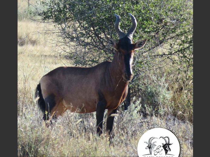 Red Hartebeest Bulls | WATERBERG PLATO GAME BREEDERS