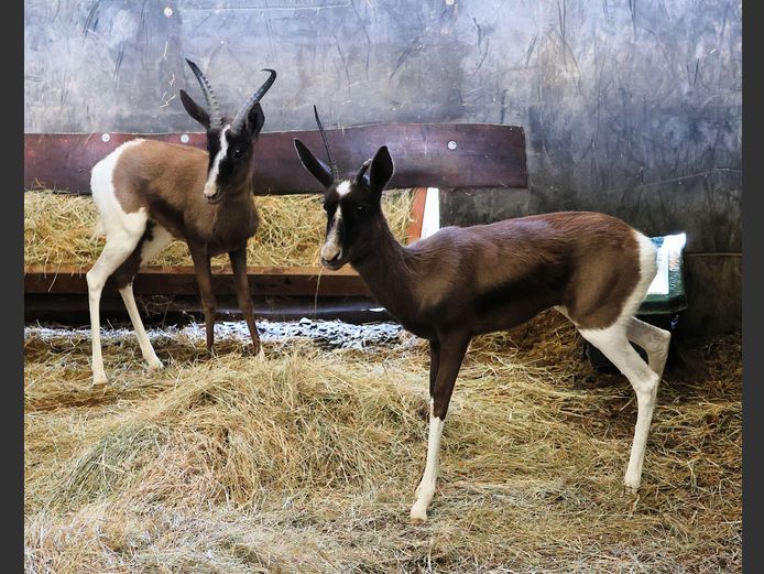BONT SPRINGBOK | AL BADENHORST