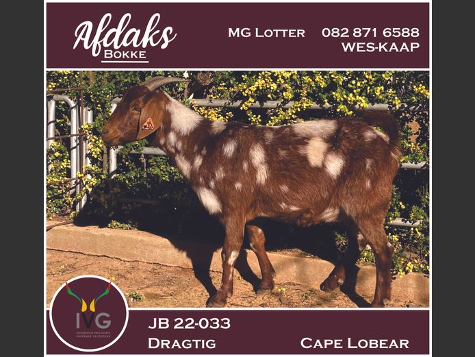 JB 22 - 033 | Afdaks Bokke, Mg Lotter -SA Goat Genetics