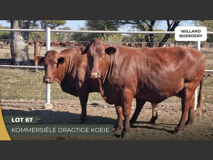Commercial Animals | Willand Boerdery