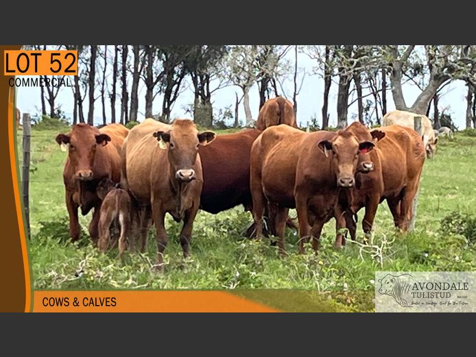 Commercial Animals | AVONDALE TULI
