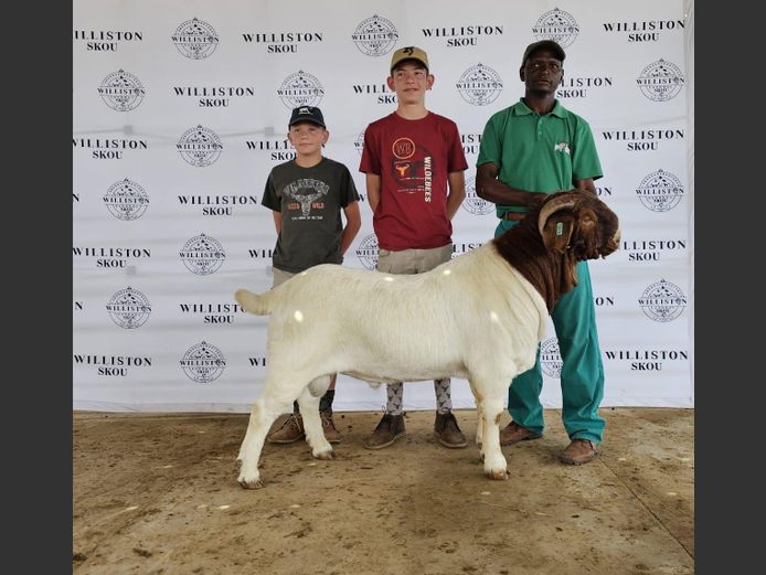 Semen Straws (Genetic Lot - Klippe 776230172) | Nico Botha Boerbokstoet