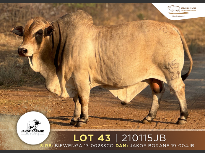 21-0115JB | JAKOF BORANE