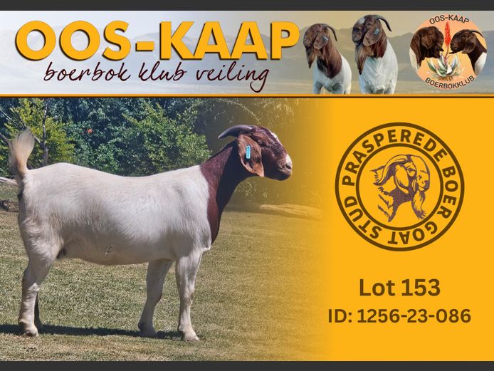 23-086 | Prasperede Boerbok Stoet