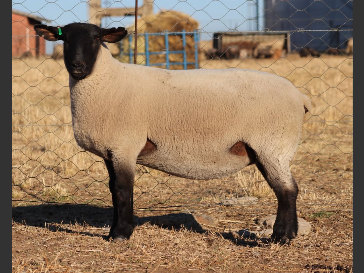 images