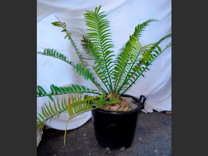 ENCEPHALARTOS/CYCAD IN BLACK PLANTER, 50cm Diameter x 40cm High