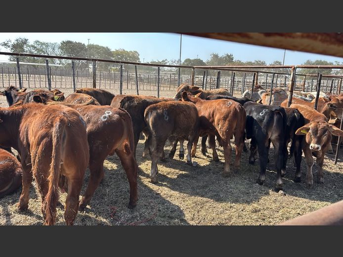 AGRA GROOTFONTEIN WEANER AUCTION