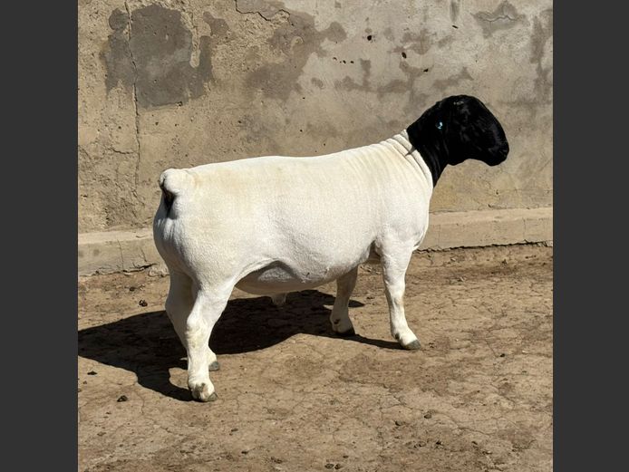 240497 | Ivor Phillips