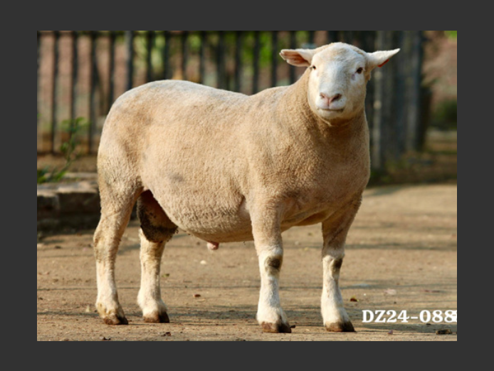 DZ  240088 | 2 STEYNS BOERDERY