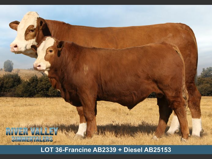 AB2339 | PA ABRAHAMSE