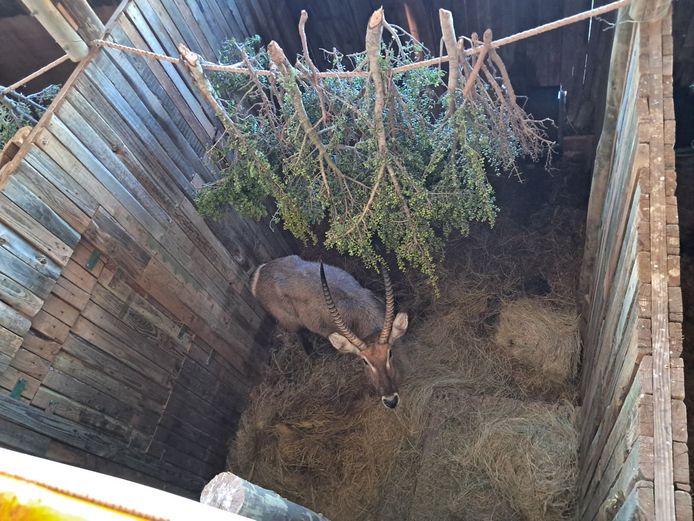 Waterbuck Bull | Casper De Klerk Wilddienste