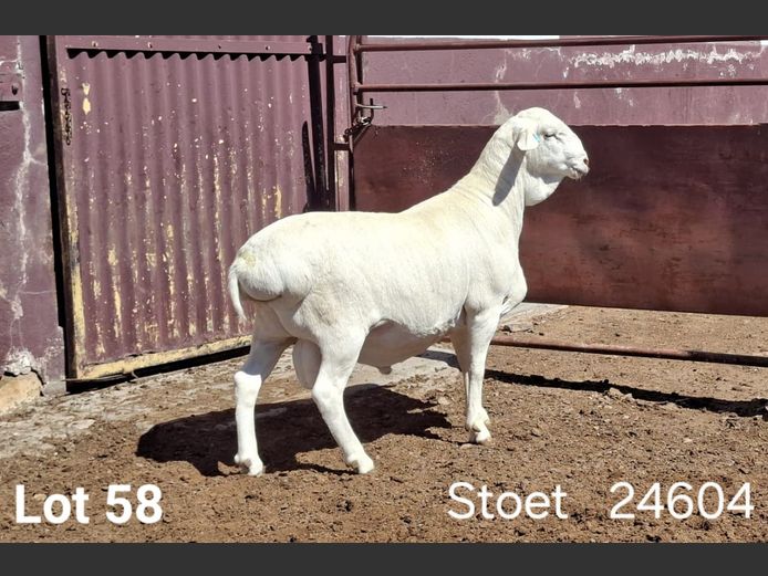 24604 | KASTEEL VAN ROOY RAMME