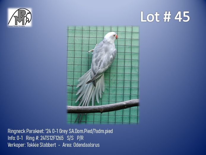 0-1 '24 Ringneck Parakeet: Grey SA.Dom.Pied/?adm.pied - Tokkie Slabbert