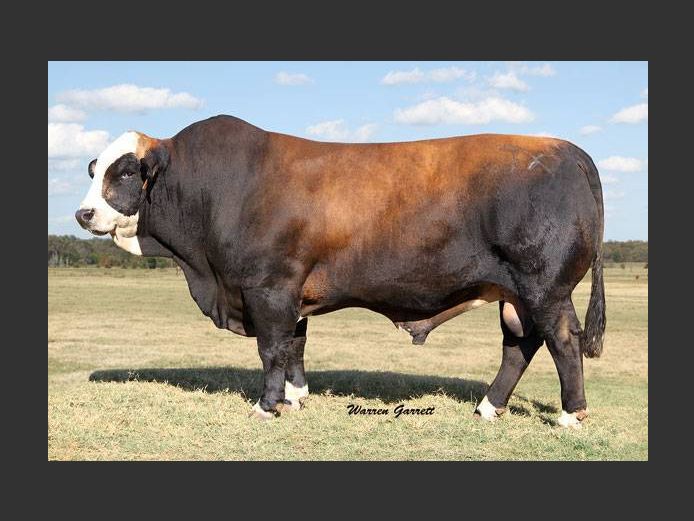 Semen Lot | 2513491 | AMERICAN HERDBOOK - Rito