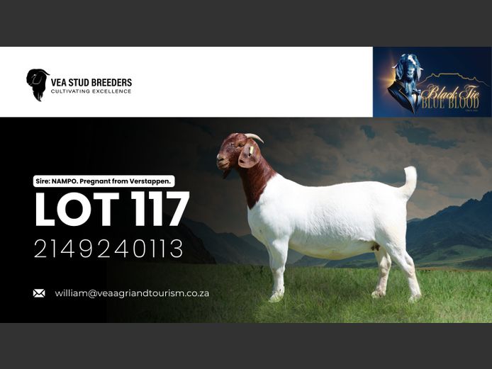 2149240113 | VEA Boerbokstoet 