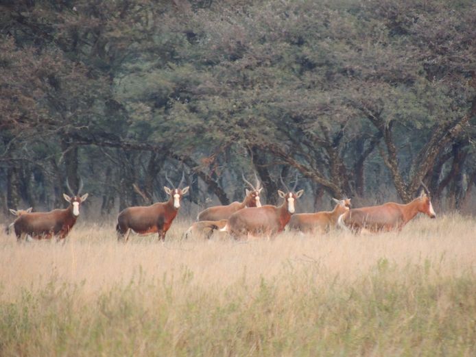 BLESBOK OOIE