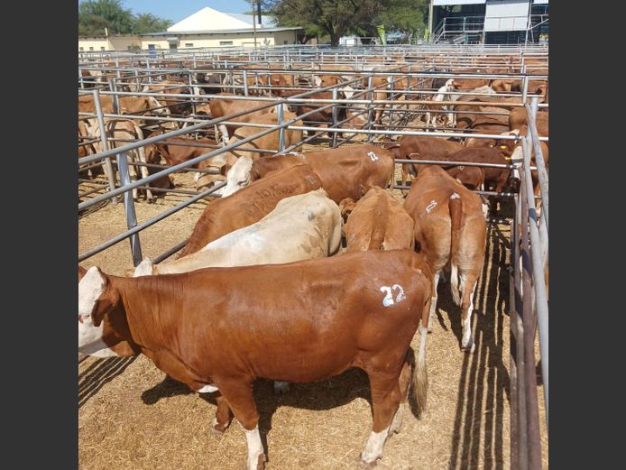 HEIFERS | DOLL FARMING PREMIUM AUCTION