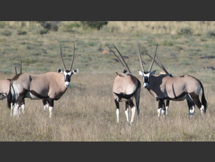 Gemsbok | Hennie Grobbelaar