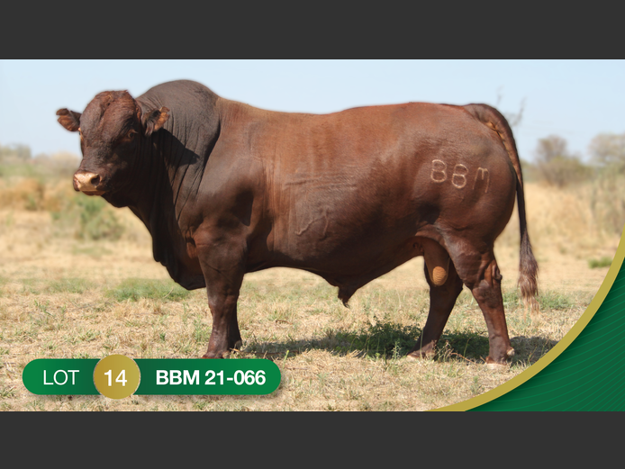 BBM210066 | REVELAS BONSMARAS