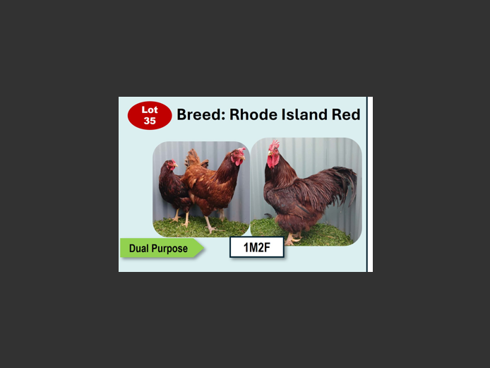 RHODE ISLAND RED | ANNUAL MYTILUS AND ELOFF