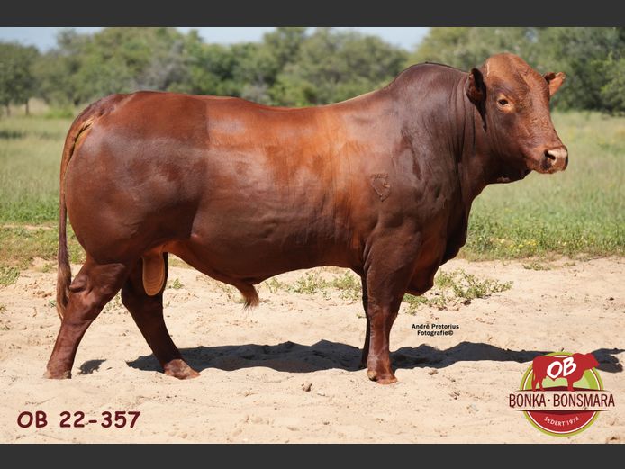 OB  220357 | BONKA BONSMARA (PTY) LTD