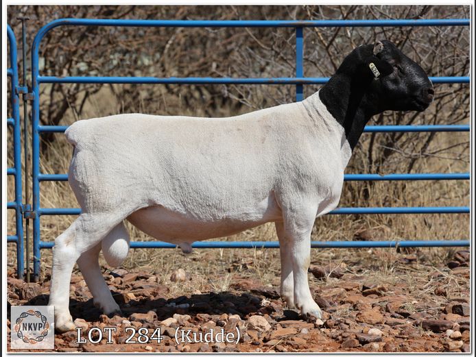 2052 24 0263 | MNR. LOUIS VAN RENSBURG