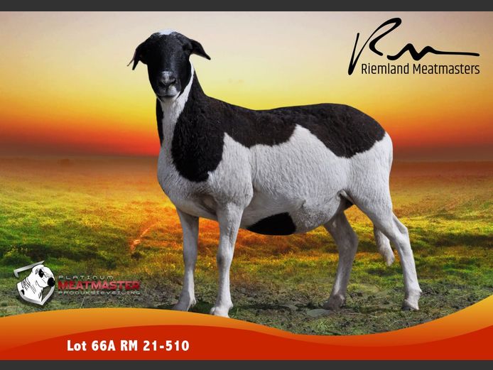 RM 21-510 | Thys Wessels & George Thom - Riemland Meatmasters, Nelspoort