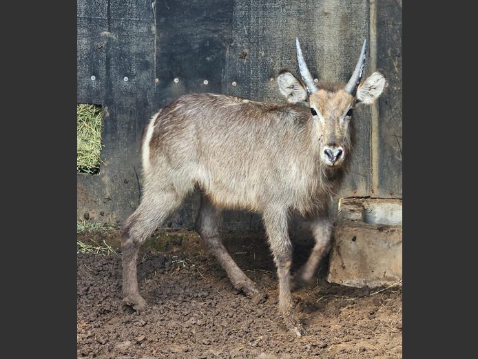 WATERBUCK | HELICON