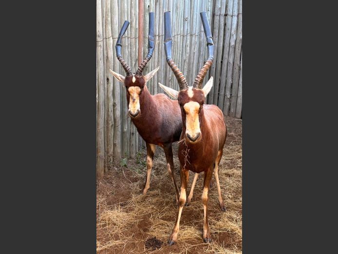 Blesbok Jagramme