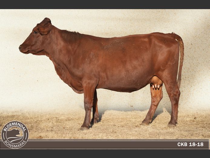 CKB180018 | CHRIS KRUGELL BLOEMENDAL