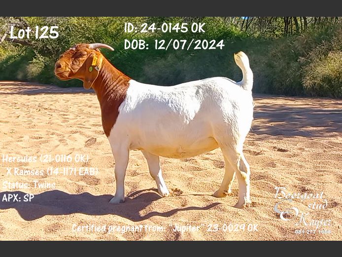 24-0145 OK | Kayser Boergoat Stud