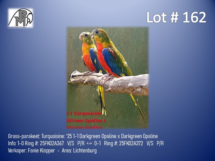 1-1 '25 Grass-parakeet: Turquoisine: Darkgreen Opaline x Darkgreen Opaline - Fanie Klopper