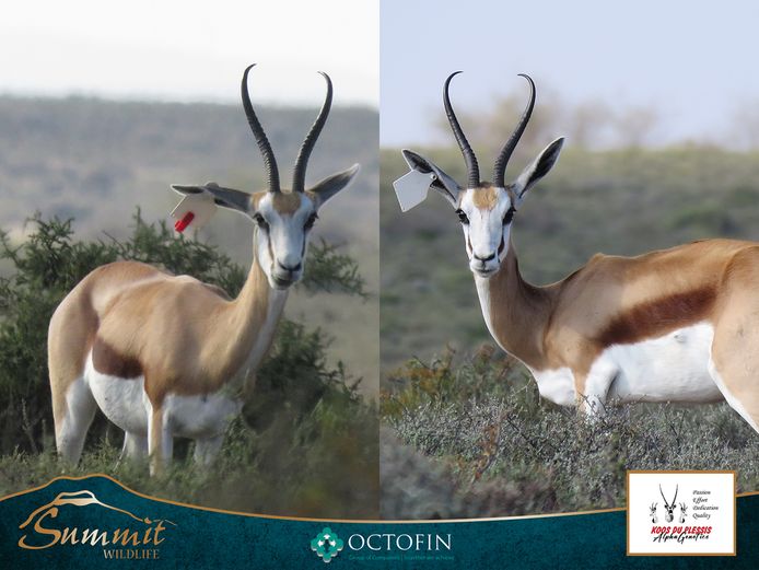 12"-13" DAMARA SPRINGBOK EWES RW 19" RAM