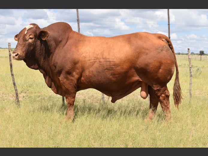 HB17183C | RUMBA SIMBRA