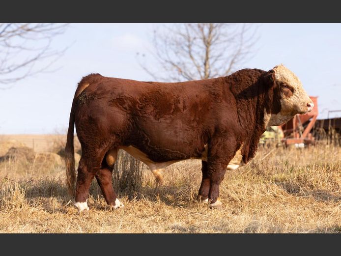 2314 | PIERREMONT HEREFORDS