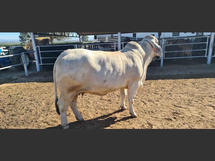 R101517 | R10 BRAHMANS