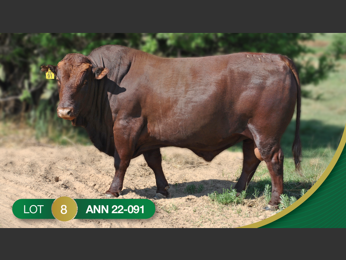 ANN 220091 | ANNANDALE BONSMARAS