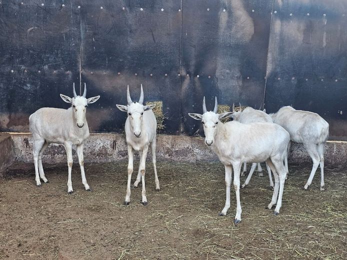 WIT BLESBOK | NYLSVLEI