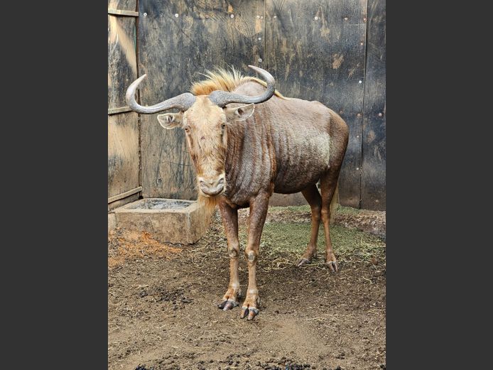 GOLDEN WILDEBEEST 30.5” | BIG HORN