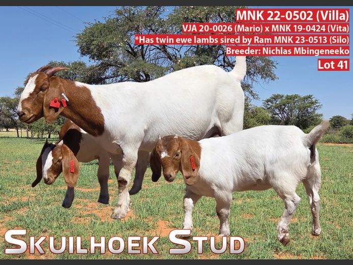 MNK 22-0502 (VILLA) | NICHLAS MBINGENEEKO