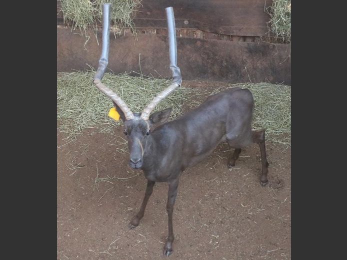 BLACK IMPALA