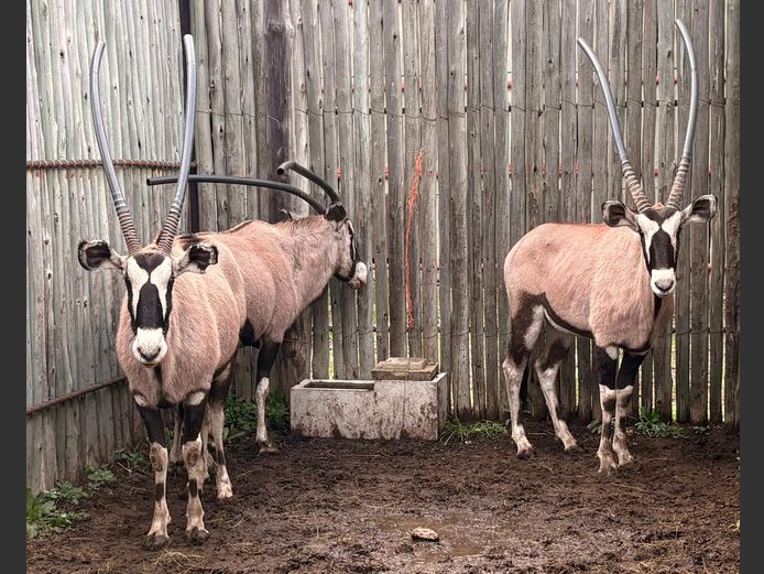 Gemsbokke