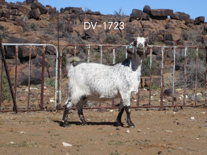 DV22-1723 | Deon Vlok