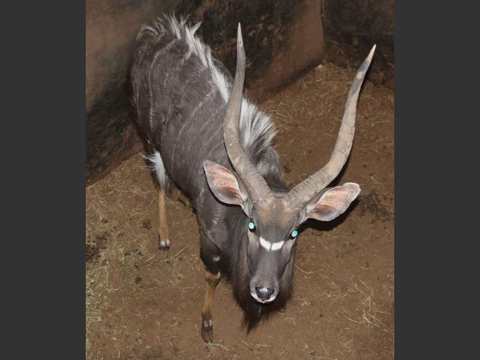 NYALA