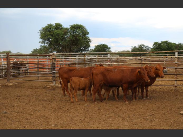 Commercial Animals | JP du Preez