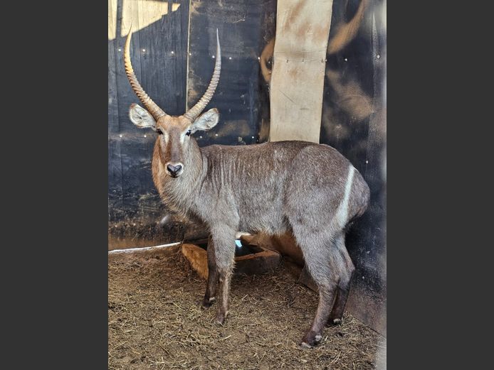 WATERBUCK | DAGBREEK