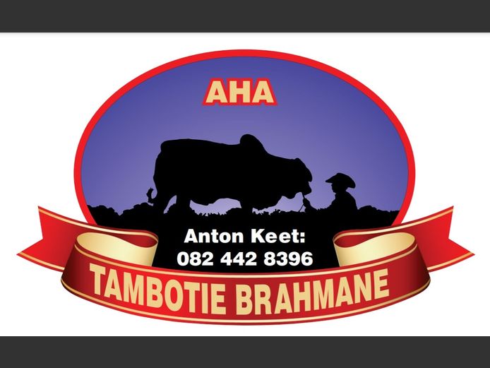Commercial Females - Tambotie