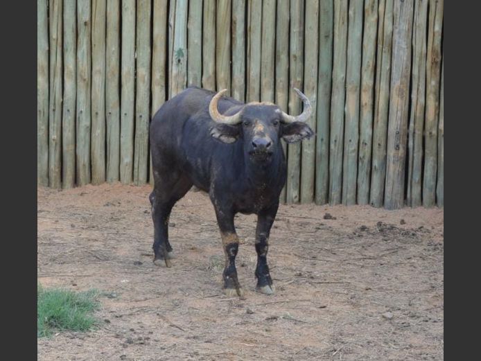 BUFFEL | MELETSI