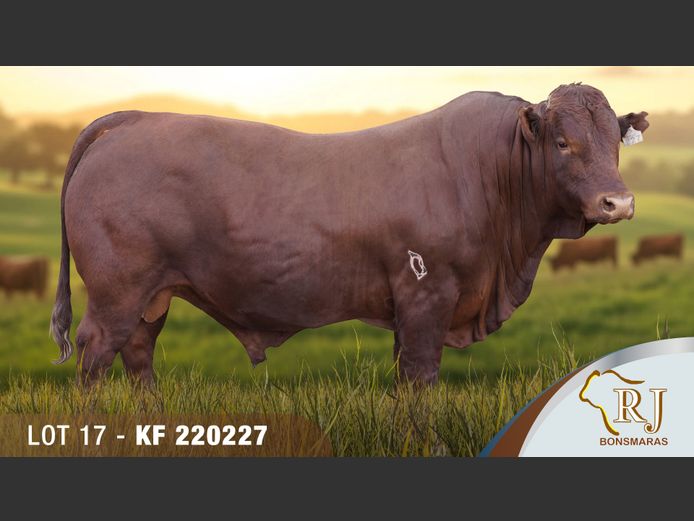 KF220227 | RJ BONSMARAS