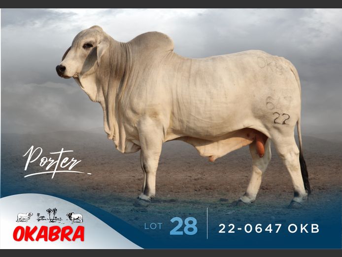 22-0647 OKB | OKABRA BRAHMANS
